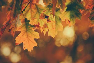 An Autumn Playlist In Case You’re Not Ready For Christmas Music Yet